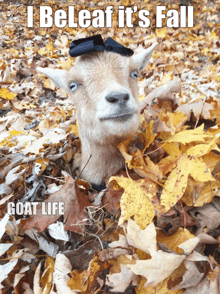 a picture of a goat in a pile of leaves with the caption " i beleaf it 's fall "