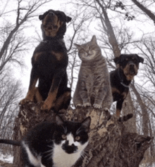 a cat and two dogs sitting on a tree stump