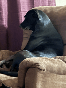 a black dog laying on a brown couch