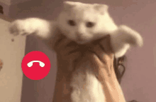 a person is holding a white cat in their arms with a red phone icon behind it