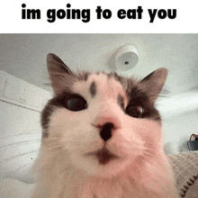 a close up of a cat 's face with the words `` i 'm going to eat you '' written above it .