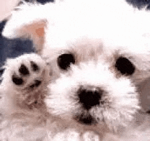 a close up of a small white dog waving its paw .