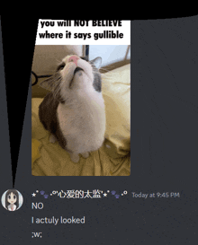 a screenshot of a cat with a caption that says you will not believe where it says gullible