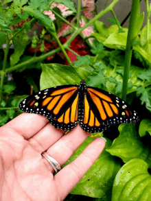 a person holding a butterfly in their hand with a diamond ring