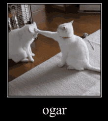 a picture of two white cats with the word ogar on the bottom right