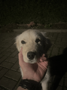 a person is petting a small white puppy on a brick sidewalk