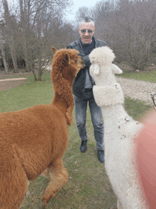 a man standing next to two alpacas one of which is brown and the other white