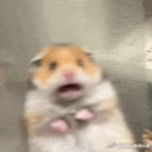 a blurry picture of a hamster with its mouth open and its paws up .