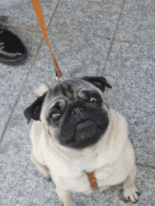 a small pug dog on a leash looking up at the camera