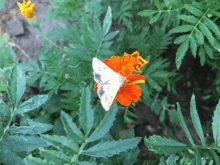 a moth is sitting on a flower with a green leaf in the background