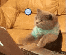 a cat playing a video game on a laptop with punch.net at the bottom