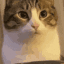 a close up of a cat looking at the camera with a blurred background .