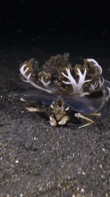 a crab is crawling on the ground with a jellyfish behind it