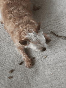 a small dog laying on a carpet with a green leaf on the ground