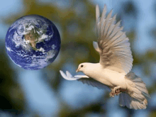 a white dove is flying in front of a globe in the sky .