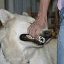 a person is holding a dog 's head while standing next to it .