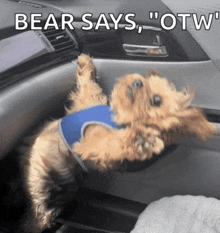 a dog is hanging upside down in a car with the words bear says " otw " above it