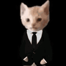 a cat in a suit and tie is standing in front of a black background .