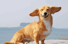 a dog is smiling with its eyes closed