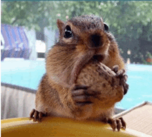 a squirrel is holding a nut in its paws and looking at the camera