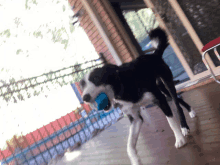 a black and white dog is holding a blue toy in its mouth