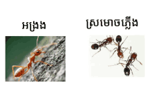 a picture of a red ant next to a picture of a group of ants