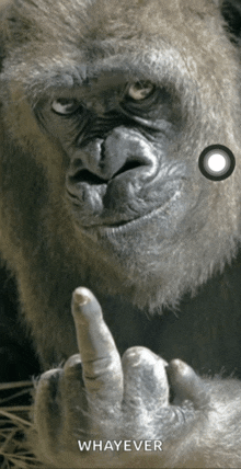 a picture of a gorilla giving the middle finger and the word whatever below it