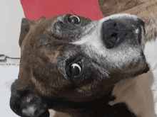 a close up of a dog 's face with a red item in the background