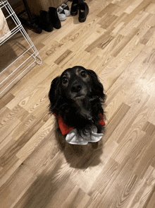 a small black dog is laying on a wood floor