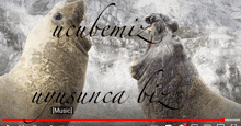 two seals are standing next to each other and the words music are on the bottom