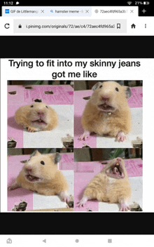 a picture of a hamster with a caption that says ' trying to fit into my skinny jeans got me like '