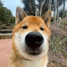 a close up of a dog 's nose looking at the camera with flowers in the background .