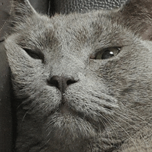 a close up of a cat 's face with a serious look on it 's face