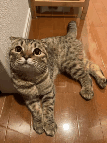 a cat laying on a wooden floor looking up at the camera