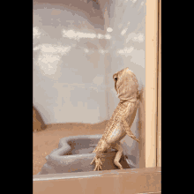 a lizard is standing on its hind legs in front of a container that says ' mexico city ' on it