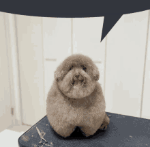 a dog is sitting on a table with a speech bubble behind it