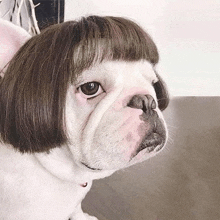 a french bulldog wearing a wig is looking at the camera .