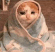 a cat is wrapped in a blanket with its eyes closed .