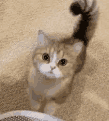 a cat with a long tail is standing on a carpet .