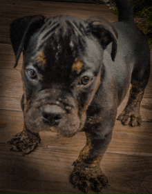 a black and brown puppy standing on a wooden deck