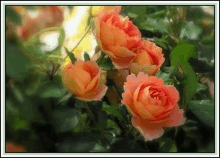 a bunch of orange roses with green leaves on a bush