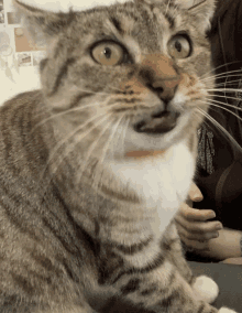 a close up of a cat 's face with a person holding it