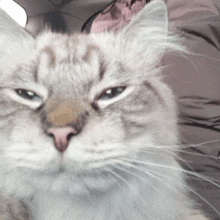 a close up of a cat 's face with a blurred background