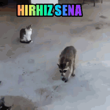 a cat and a raccoon are standing in front of a sign that says hirhizsa