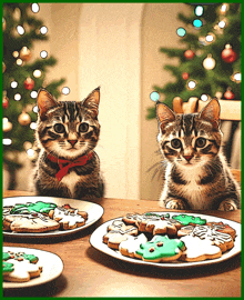 two kittens sit at a table with plates of christmas cookies