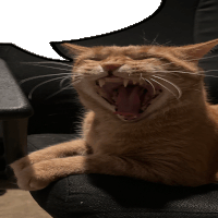 a cat is yawning with its mouth open and its tongue sticking out