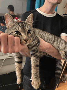 a man in a black shirt is holding a striped cat in his arms