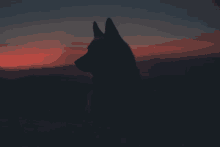 a silhouette of a dog in the dark with a red sky in the background