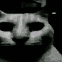 a black and white photo of a cat 's face with a hat on .