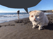 a man in a bathing suit is walking on the beach behind a white cat